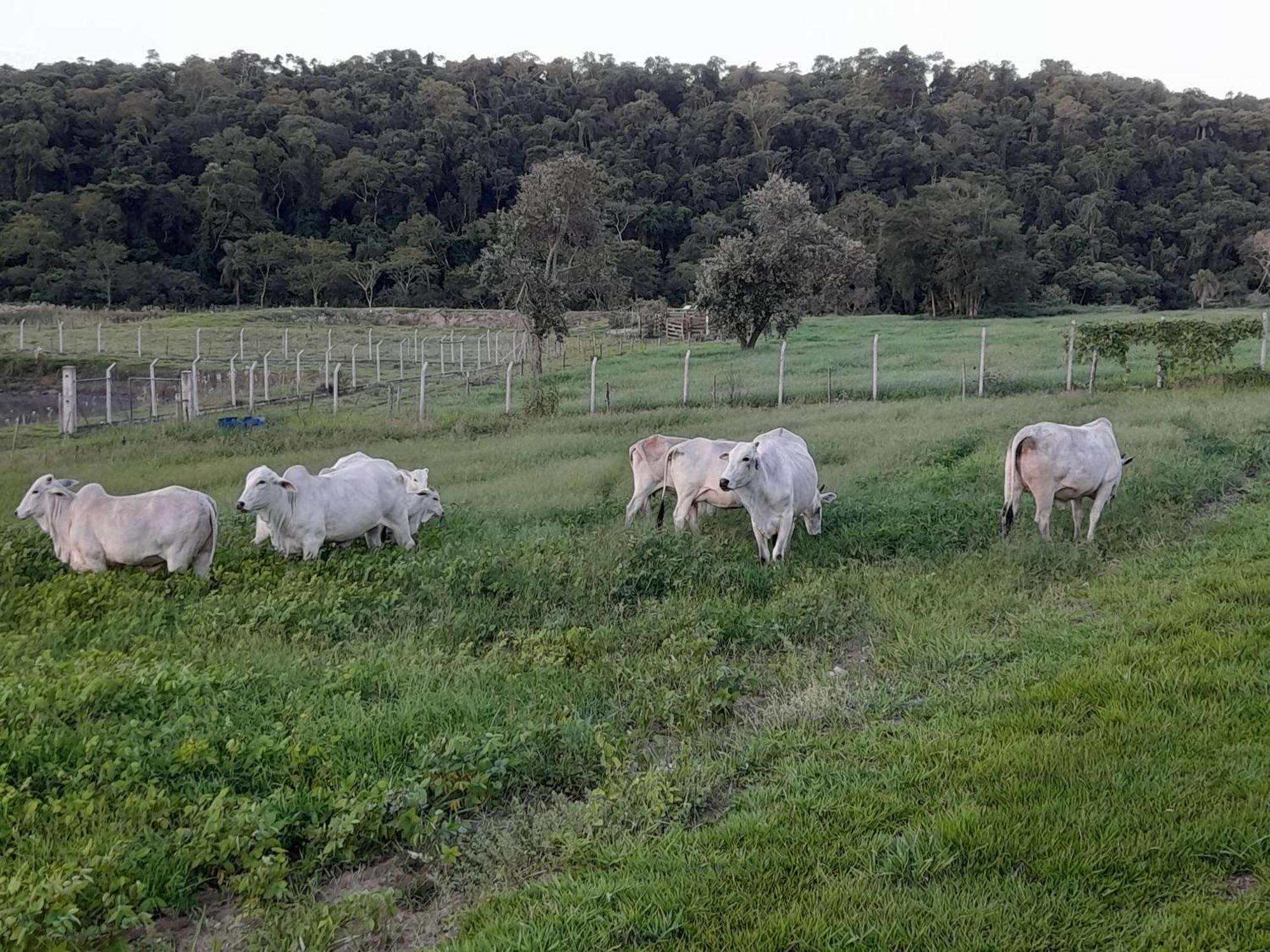 Hotel Fazenda Recanto Do Monte Alegre Piraju Bagian luar foto